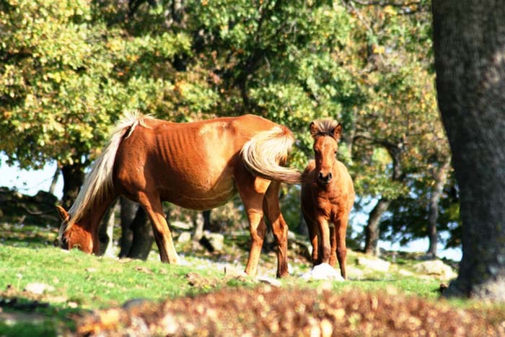 &Tau;ό&pi;&omicron;&sigmaf; &gamma;&epsilon;&mu;ά&tau;&omicron;&sigmaf; &omicron;&mu;&omicron;&rho;&phi;&iota;έ&sigmaf; &kappa;&alpha;&iota; &pi;&alpha;&rho;&alpha;&delta;ό&sigma;&epsilon;&iota;&sigmaf; &omicron; &nu;&omicron;&mu;ό&sigmaf; &Rho;&omicron;&delta;ό&pi;&eta;&sigmaf;